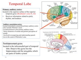16-Cerebral Hemisphere .pdf666⁶6666666666666 | PDF