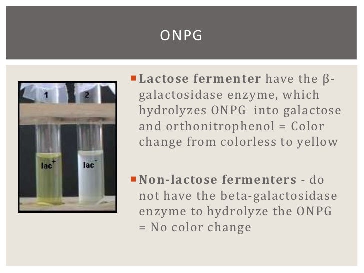 lactose fermentation