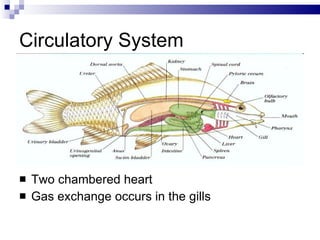 Circulatory System Two chambered heart Gas exchange occurs in the gills 