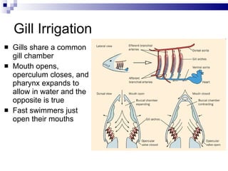 Gill Irrigation Gills share a common gill chamber Mouth opens, operculum closes, and pharynx expands to allow in water and the opposite is true Fast swimmers just open their mouths 