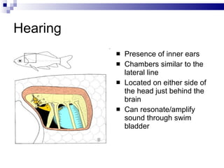 Hearing Presence of inner ears Chambers similar to the lateral line Located on either side of the head just behind the brain Can resonate/amplify sound through swim bladder 