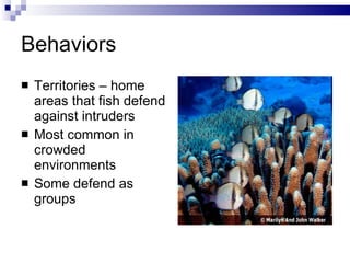 Behaviors Territories – home areas that fish defend against intruders Most common in crowded environments Some defend as groups 