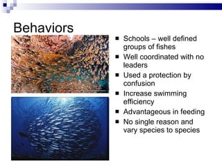 Behaviors Schools – well defined groups of fishes Well coordinated with no leaders Used a protection by confusion Increase swimming efficiency Advantageous in feeding No single reason and vary species to species 