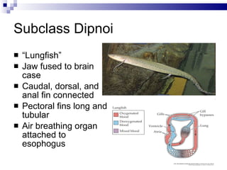Subclass Dipnoi “ Lungfish” Jaw fused to brain case Caudal, dorsal, and anal fin connected Pectoral fins long and tubular Air breathing organ attached to esophogus 