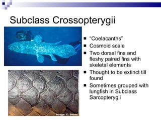 16-class-osteichthyes-notes-ppt