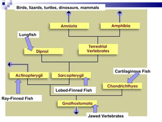 Cartilaginous Fish Lungfish Ray-Finned Fish Lobed-Finned Fish Jawed Vertebrates Birds, lizards, turtles, dinosaurs, mammals 