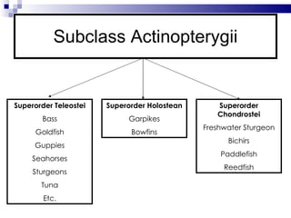 Subclass Actinopterygii Superorder Teleostei Bass Goldfish Guppies Seahorses Sturgeons Tuna Etc. Superorder Holostean Garpikes Bowfins Superorder Chondrostei Freshwater Sturgeon Bichirs Paddlefish Reedfish 