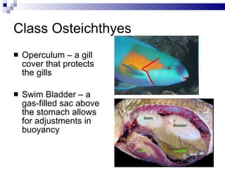 Class Osteichthyes Operculum – a gill cover that protects the gills Swim Bladder – a gas-filled sac above the stomach allows for adjustments in buoyancy 