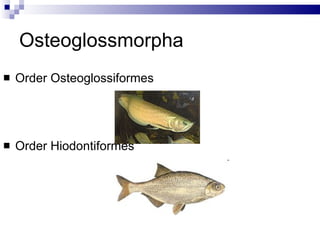 Osteoglossmorpha Order Osteoglossiformes Order Hiodontiformes 