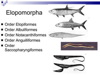 Elopomorpha Order Elopiformes Order Albuliformes Order Notacanthiformes Order Anguilliformes Order Saccopharyngiformes 