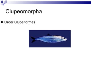 Clupeomorpha Order Clupeiformes 
