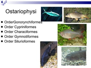Ostariophysi OrderGonorynchiformes Order Cypriniformes Order Characiformes Order Gymnotiformes Order Silurioformes 