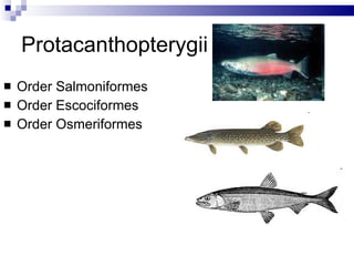 Protacanthopterygii Order Salmoniformes Order Escociformes Order Osmeriformes 