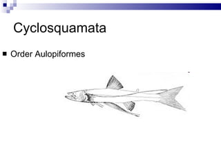 Cyclosquamata Order Aulopiformes 