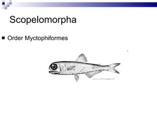 Scopelomorpha Order Myctophiformes 