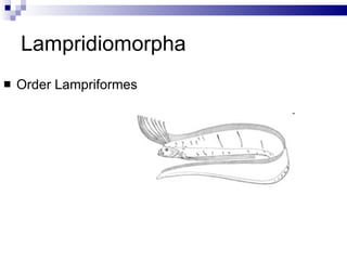 Lampridiomorpha Order Lampriformes 