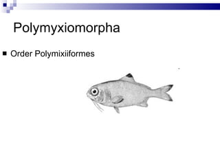 Polymyxiomorpha Order Polymixiiformes 