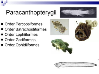 Paracanthopterygii Order Percopsiformes Order Batrachoidiformes Order Lophiiformes Order Gadiformes Order Ophidiiformes 