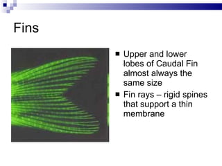 Fins Upper and lower lobes of Caudal Fin almost always the same size Fin rays – rigid spines that support a thin membrane 