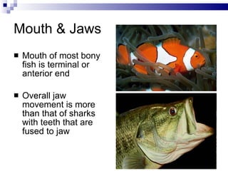Mouth & Jaws Mouth of most bony fish is terminal or anterior end Overall jaw movement is more than that of sharks with teeth that are fused to jaw 