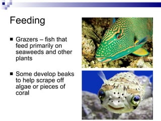 Feeding Grazers – fish that feed primarily on seaweeds and other plants Some develop beaks to help scrape off algae or pieces of coral 