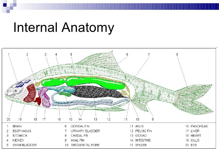 16. Class Osteichthyes Notes