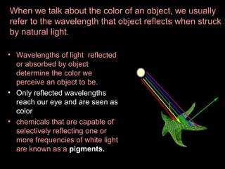 When we talk about the color of an object, we usually
refer to the wavelength that object reflects when struck
by natural light.
• Wavelengths of light reflected
or absorbed by object
determine the color we
perceive an object to be.
• Only reflected wavelengths
reach our eye and are seen as
color
• chemicals that are capable of
selectively reflecting one or
more frequencies of white light
are known as a pigments.

 