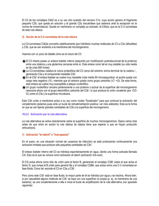 El C2 de los complejos C4b2 es a su vez otro sustrato del cercano C1s, cuya acción genera el fragmento
pequeño C2b, que queda en solución y el grande C2a (recuérdese que estamos ante la excepción en la
norma de nomenclatura). Queda en membrana un complejo ya activado, el C4b2a, que es la C-3 convertasa
de esta ruta clásica.
3) Acción de la C-3 convertasa de la ruta clásica
La C3-convertasa C3b2a convierte catalíticamente (por hidrólisis) muchas moléculas de C3 a C3a (difusibles)
y C3b, que se van anclando a la membrana del microorganismo.
Veamos con un poco de detalle cómo es la rotura del C3:
El C3 intacto posee un enlace tioéster interno (adquirido por modificación postraduccional de la proteína)
entre una cisteína y una glutamina cercanas entre sí. Este enlace como tal es muy estable (su vida media
es de unas 600 horas).
La C3-convertasa cataliza la rutura proteolítica del C3 cerca del extremo amino-terminal de la cadena ,
generando C3a y el componente inestable C3b*.
En el C3b* el enlace tioéster se vuelve muy inestable (vida media 60 microsegundos): el azufre queda con
carga neta negativa (-S-), mientras que el carbono queda como grupo carbonilo (-C+ =O). De esta forma,
este enlace se vuelve muy susceptible a ataque nucleofílico.
Un grupo nucleofílico cercano perteneciente a una proteína o azúcar de la superficie del microorganismo
reacciona ahora con el grupo electrofílico carbonilo del C3b*, lo que produce la unión covalente (por -CO-
O-) entre el C3b y la superficie microbiana.
Este C3b unido a membrana actúa a su vez como núcleo "focalizador" para que continué la activación del
complemento (estamos pues ante un bucle de retroalimentación positiva: ver más adelante). Esta es la forma
en que se van fijando grandes cantidades de C3b a la superficie del microrganismo.
16.2.2 Activación por la ruta alternativa
La ruta alternativa se activa directamente sobre la superficie de muchos microorganismos. Opera varios días
antes de que entre en acción la ruta clásica (la clásica tiene que esperar a que se hayan producido
anticuerpos).
1) Activación "al ralentí" o "marcapasos"
En el suero, en una situación normal (en ausencia de infección) se está produciendo continuamente una
activación limitada que produce sólo pequeñas cantidades de C3b*:
El enlace tioéster interno del C3 se hidroliza espontáneamente en agua, dando una forma activada llamada
C3i. Esto es lo que se conoce como activación al ralentí (activación tick-over).
El C3i actúa ahora como sitio de unión para el factor B, generando el complejo C3iB, sobre el que actúa el
factor D, que rompe el B unido para generar Ba y el complejo C3iBb, que actúa como una C-3 convertasa en
fase fluida. Como tal, escinde el C3 en C3a y C3b*.
Pero como este C3b* está en fase fluida, la mayor parte de él se hidroliza por agua y se inactiva. Ahora bien,
si por casualidad alguna molécula de C3b* se topa con una superficie no propia (p. ej., la membrana de una
bacteria), se une covalentemente a ella e inicia el bucle de amplificación de la ruta alternativa (ver apartado
siguiente).
 