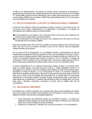 La MBP se une preferentemente a los extremos de manosa, fucosa y glucosamina de polisacáridos o
glucoproteínas de membrana de gran variedad de bacterias. De modo similar a lo que ocurre con el complejo
C1, cuando la MBP se engarza con esos carbohidratos, sufre un cambio conformacional que a su vez activa a
su serín-proteasa (MASP). Una vez activada, la MASP actúa secuencialmente sobre C4 y C2, para producir
una C3-convertasa de la ruta clásica.
16.3 TRAS LAS C3-CONVERTASAS: LA VÍA LÍTICA Y EL COMPLEJO DE ATAQUE A LA MEMBRANA
La fase final de la activación y fijación del complemento consiste, en esencia, en la formación de una C-5
convertasa, que al romper enzimáticamente el C5 desencadena el ensamblaje en la superficie del
microorganismo del complejo de ataque a la membrana (MAC).
La C5-convertasa de la ruta clásica (y de la ruta de las lectinas) se forma por unión covalente de una
unidad de C3b al complejo C4b2a, para generar C4b2a3b.
En la ruta alternativa la C5-convertasa se forma por unión covalente de una C3b nueva a la C3b que
formaba parte de la C3-convertasa: C3bBb3b.
Estas dos convertasas actúan de la misma forma: catalizan la rotura de unidades de C5 en C5a (que queda
libre) y C5b, que se une a la membrana microbiana. A partir del C5b, todas las rutas del complemento
confluyen (las fases son las mismas).
Una vez unido el C5b al microorganismo, se van añadiendo ordenada y secuencialmente una serie de
componentes del complemento de forma no enzimática: al C5b se une una molécula de C6, luego una de C7;
es ahora cuando el complejo resultante (C5b67) experimenta una transición hidrófoba que hace que el C7 se
"hunda" en la membrana. Realizada esta transición, se puede unir el C8, y finalmente, 14 unidades del
componente C9. Estos monómeros de C9 se ensamblan entre sí para dar una notable estructura (poli-9) en
forma de canal hueco que atraviesa la membrana de lado a lado, con unos 10 nm de diámetro interno.
El conjunto C5b678poli-9 es lo que constituye el denominado complejo de ataque a la membrana (MAC,
según sus iniciales inglesas), cuyo efecto esencial es producir un notable desequilibrio osmótico en el
microorganismo que conduce a su lisis (en las bacterias Gram-negativas se inserta en la membrana externa,
favoreciendo la entrada de lisozima, y en las Gram-positivas se inserta en la membrana citoplásmica,
destruyendo los gradientes electroquímicos). Obviamente, la mayor parte de este efecto reside en el canal de
poli-9, pero ya antes de que se ensamble este componente final, el complejo C5b,6,7,8 posee alguna
capacidad lítica. A microscopio electrónico es posible visualizar el espectacular estado en que queda una
célula atacada por el complemento: su superficie está tachonada de miles de complejos MAC, por los que
entran agua y electrolitos masivamente, provocando en muchos casos el estallido lítico final del
microorganismo.
16.4 REGULACIÓN DEL COMPLEMENTO
El complemento es un sistema inespecífico, que en principio podría atacar al propio hospedador. No extraña,
pues, que la evolución haya inventado varias estrategias de control tendentes a evitar los daños y efectos
negativos al individuo. Hay varios tipos de estrategias reguladoras:
1. Varios componentes del complemento activado son muy lábiles en solución, y se inactivan por
degradación rápida al alejarse unos cuantos nanometros del lugar de interacción con la célula diana
(esto le ocurre al C3b no catalítico de las C3-convertasas).
2. Existencia de un inhibidor de C1, llamado C1Inh, que se une e inactiva C1r y C1s del complejo C1.
 