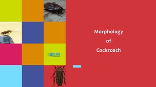 Morphology
of
Cockroach
 