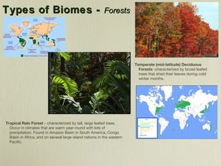 Tree Biomes #16 Ecosystems | PPT