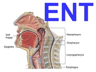 ENT 
Nasopharynx 
Oropharynx 
Laryngopharynx 
Soft 
Palate 
Epiglottis 
Esophagus 
 