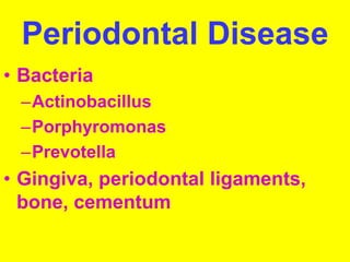 Periodontal Disease 
• Bacteria 
–Actinobacillus 
–Porphyromonas 
–Prevotella 
• Gingiva, periodontal ligaments, 
bone, cementum 
 