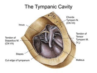 The Tympanic Cavity 
Chorda 
Tympani N. 
(CN VII) 
Tendon of 
Tensor 
Tympani M. 
(V3) 
Incus 
Tendon of 
Stapedius M. 
(CN VII) 
Stapes 
Cut edge of tympanum Malleus 
 