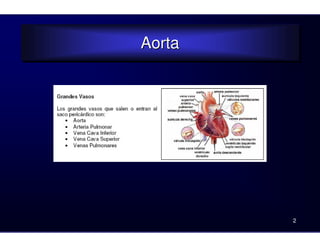 Aorta
Aorta
2