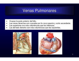 Venas Pulmonares
Venas Pulmonares
7