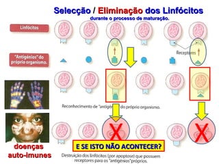 X X Selecção   /  Eliminação  dos Linfócitos  durante o processo de maturação. E SE ISTO NÃO ACONTECER? doenças  auto-imunes 
