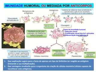 IMUNIDADE  HUMORAL   OU   MEDIADA POR  ANTICORPOS Que explicação sugere para o facto de apenas um tipo de linfócitos ter reagido ao antigénio (iniciando a sua multiplicação). Que vantagens resultarão para o organismo da criação de células-memória (células capazes de reconhecer este antigénio). Fases da Imunidade humoral 1. Selecção clonal 2. Proliferação clonal dos linf. activados 3. Diferenciação dos linfócitos B 