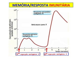 MEMÓRIA / RESPOSTA  IMUNITÁRIA 