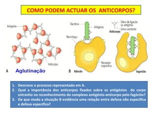 Descreve o processo representado em A. Qual a importância dos anticorpos fixados sobre os antigénios  do corpo estranho no reconhecimento do complexo antigénio-anticorpo pelo fagócito? De que modo a situação B evidência uma relação entre defesa não específica e defesa específica? COMO PODEM ACTUAR OS  ANTICORPOS? 