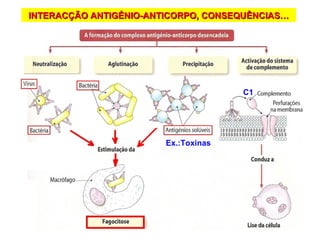 INTERACÇÃO ANTIGÉNIO-ANTICORPO, CONSEQUÊNCIAS… Ex.:Toxinas C1 