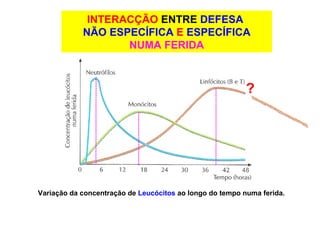INTERACÇÃO   ENTRE   DEFESA   NÃO ESPECÍFICA  E  ESPECÍFICA NUMA FERIDA Variação da concentração de  Leucócitos  ao longo do tempo numa ferida. ? 