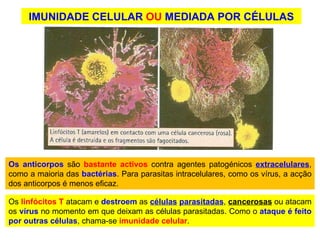 IMUNIDADE CELULAR  OU  MEDIADA POR CÉLULAS Os  linfócitos T  atacam e  destroem  as  células   parasitadas ,  cancerosas  ou atacam os  vírus  no momento em que deixam as células parasitadas. Como o  ataque é feito por outras células , chama-se   imunidade celular .  Os   anticorpos  são  bastante activos  contra agentes patogénicos  extracelulares , como a maioria das  bactérias . Para parasitas intracelulares, como os vírus, a acção dos anticorpos é menos eficaz.  