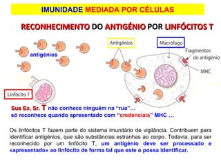 Os linfócitos T fazem parte do sistema imunitário de vigilância. Contribuem para identificar antigénios, que são substâncias estranhas ao corpo. Todavia, para ser reconhecido por um linfócito T,  um antigénio deve ser processado e «apresentado» ao linfócito de forma tal que este o possa identificar. RECONHECIMENTO  DO  ANTIGÉNIO  POR  LINFÓCITOS T IMUNIDADE  MEDIADA POR CÉLULAS Sua Ex. Sr.  T   não conhece ninguém na “rua”…  só reconhece quando apresentado com “ credenciais ” MHC …  antigénios 