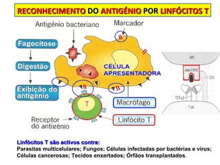RECONHECIMENTO  DO  ANTIGÉNIO  POR  LINFÓCITOS T Linfócitos T são activos contra:  Parasitas multicelulares; Fungos; Células infectadas por bactérias e vírus; Células cancerosas; Tecidos enxertados; Órfãos transplantados .  