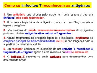 1.   Um  antigénio  que circula pelo corpo tem uma estrutura que um  linfócitoT   não pode reconhecer . 2.   Uma célula fagocitária de antigénios, como um macrófago, rodeia e ingere o antigénio. 3.   As enzimas da  célula processadora / apresentadora  de antigénios partem o referido  antigénio até o reduzir a fragmentos . 4.   Alguns fragmentos de antigénio ligam-se a moléculas ( proteínas ) do  complexo principal de histocompatibilidade   (MHC)  e são lançados para a superfície da membrana celular. 5.   Um  receptor  localizado na superfície de um  linfócito T ,  reconhece o fragmento de antigénio   ligado a uma molécula do  MHC   e adere a ele . 6.  O  linfócito T  encontra-se então  activado  para desempenhar uma determinada   acção .  Como os  linfócitos T  reconhecem os  antigénios 