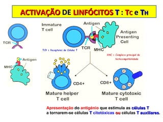 Apresentação  do  antigénio  que estimula as  células T   a tornarem-se células  T  citotóxicas   ou  células  T auxiliares . ACTIVAÇÃO  DE  LINFÓCITOS  T   :  T C   e   T H 