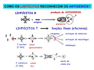 COMO OS  LINFÓCITOS  RECONHECEM OS  ANTIGÉNIOS ? 