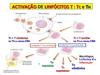 ACTIVAÇÃO  DE  LINFÓCITOS T  :  T C   e   T H T C   =  T citotóxico  ou  T 8 ou células  CD 8 T H   =  T auxiliar ou   T 4   ou células  CD4 Macrófagos,   Linfócitos B   e Inflamação   Tc citotóxico T S   supressor  T M   memória  ? 