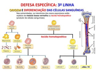 DEFESA ESPECÍFICA:  3ª LINHA ORIGEM   E   DIFERENCIAÇÃO  DAS CÉLULAS SANGUÍNEAS Nas extremidades, os interstícios dos ossos esponjosos estão repletos de  medula óssea vermelha  ou  tecido hematopoético  (produtor de células sanguíneas).  Linfoblastos   tecido hematopoético  